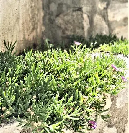 Stari